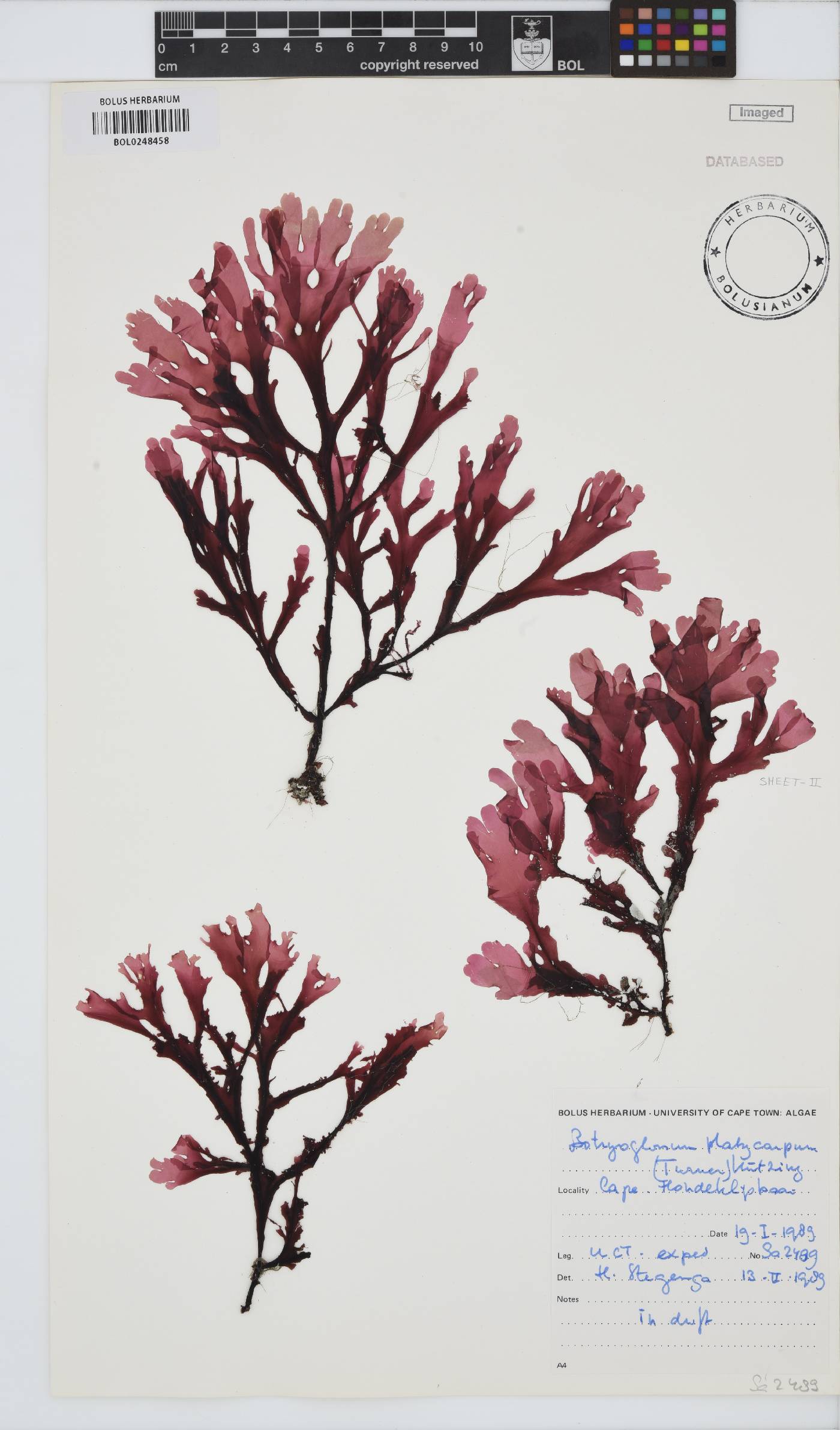 Botryoglossum platycarpum image
