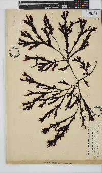 Botryoglossum platycarpum image