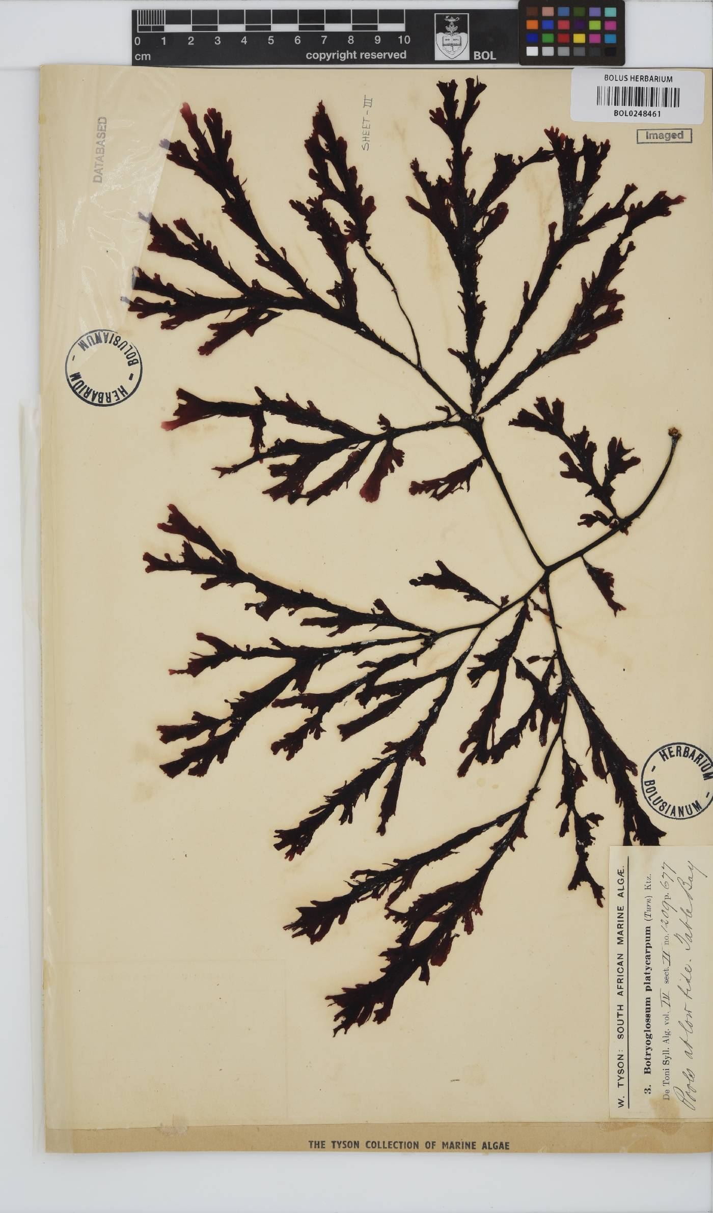 Botryoglossum platycarpum image