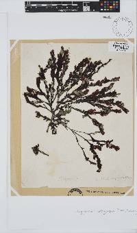 Botryoglossum platycarpum image