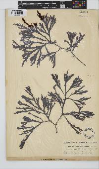 Botryoglossum platycarpum image