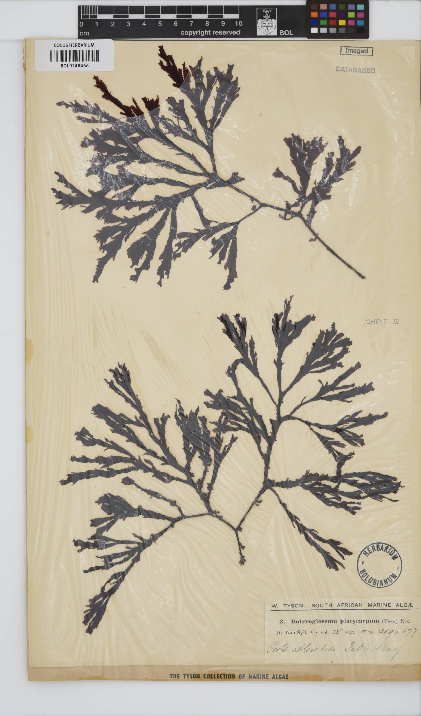 Botryoglossum platycarpum image