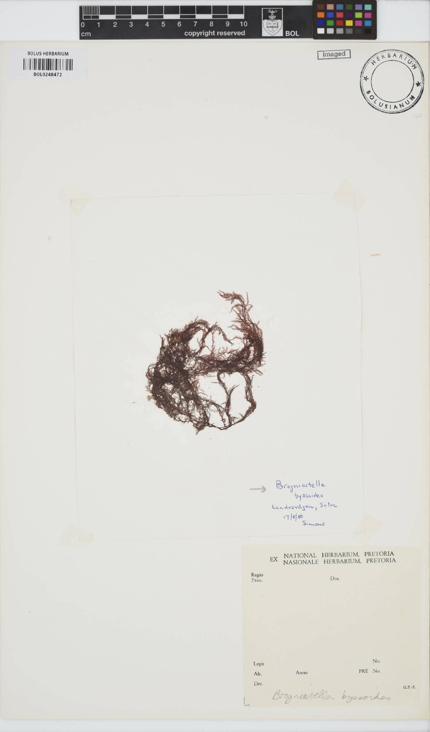 Vertebrata byssoides image