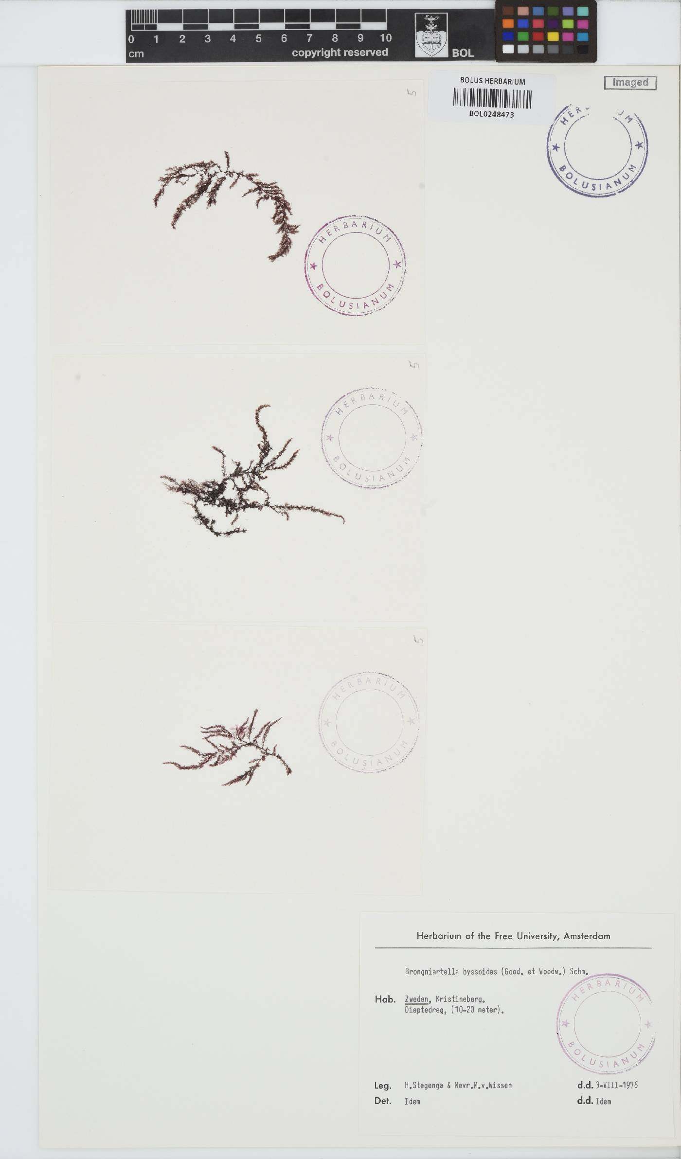 Vertebrata byssoides image