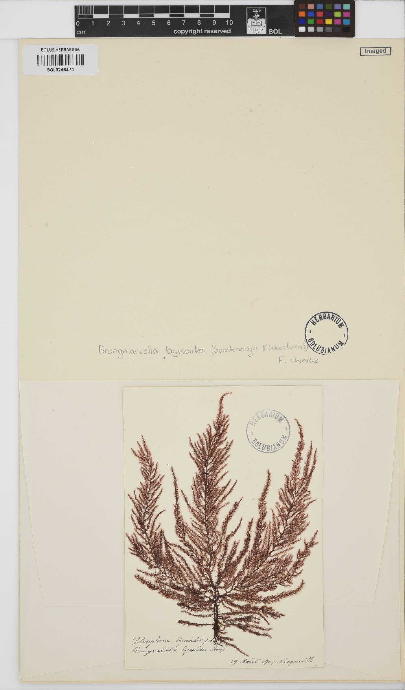 Vertebrata byssoides image