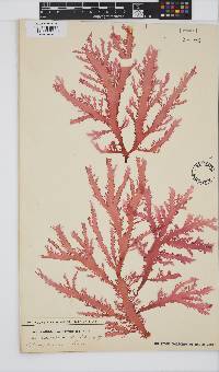 Calliblepharis fimbriata image