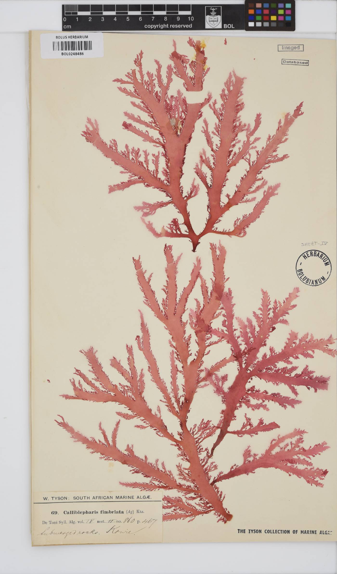 Calliblepharis fimbriata image