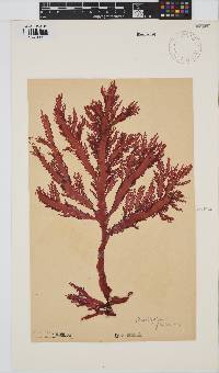 Calliblepharis fimbriata image