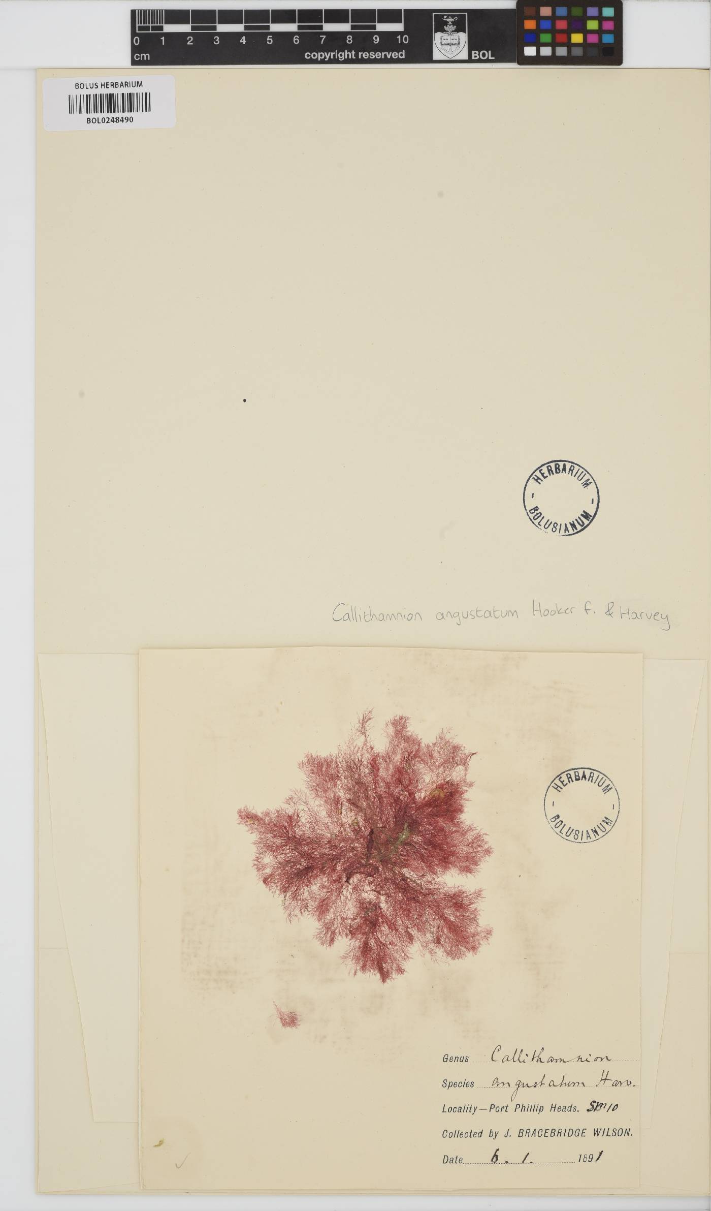 Hirsutithallia angustata image