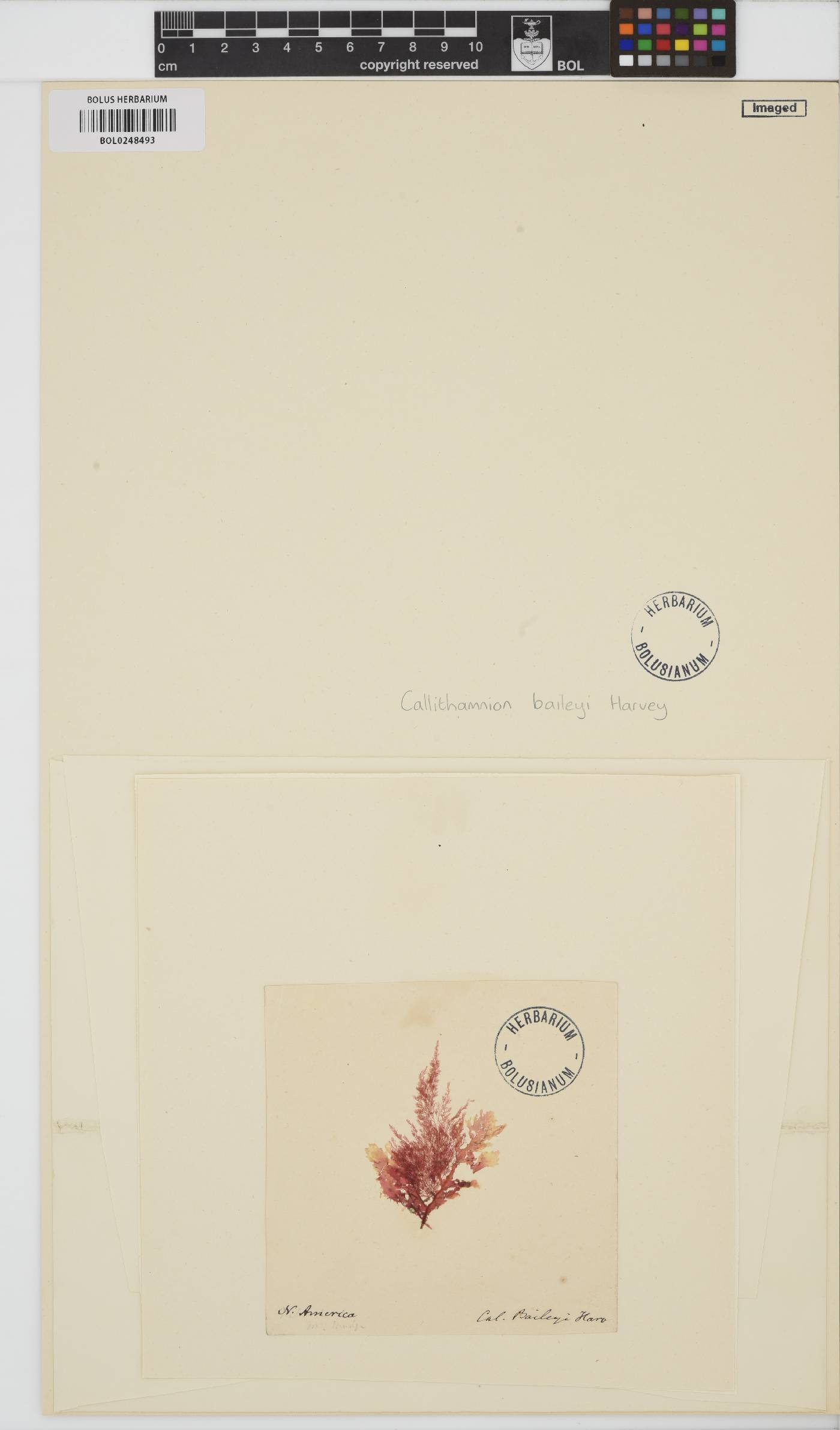 Callithamnion tetragonum image
