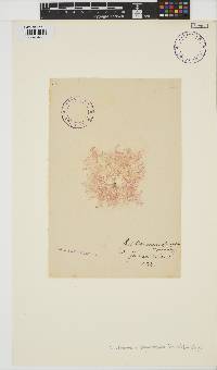 Image of Callithamnion corymbosum