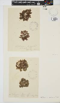 Callithamnion stuposum image