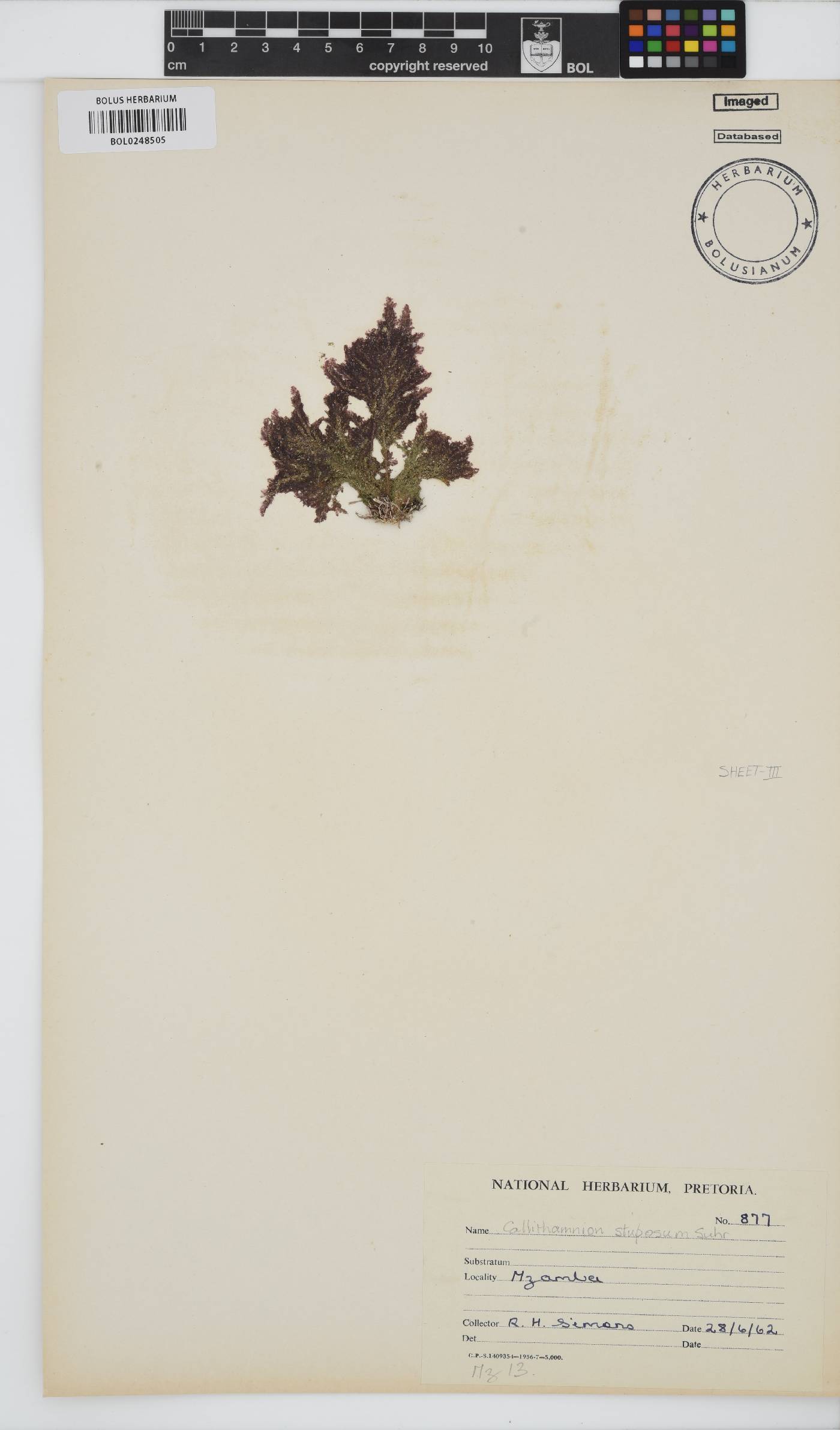 Callithamnion image