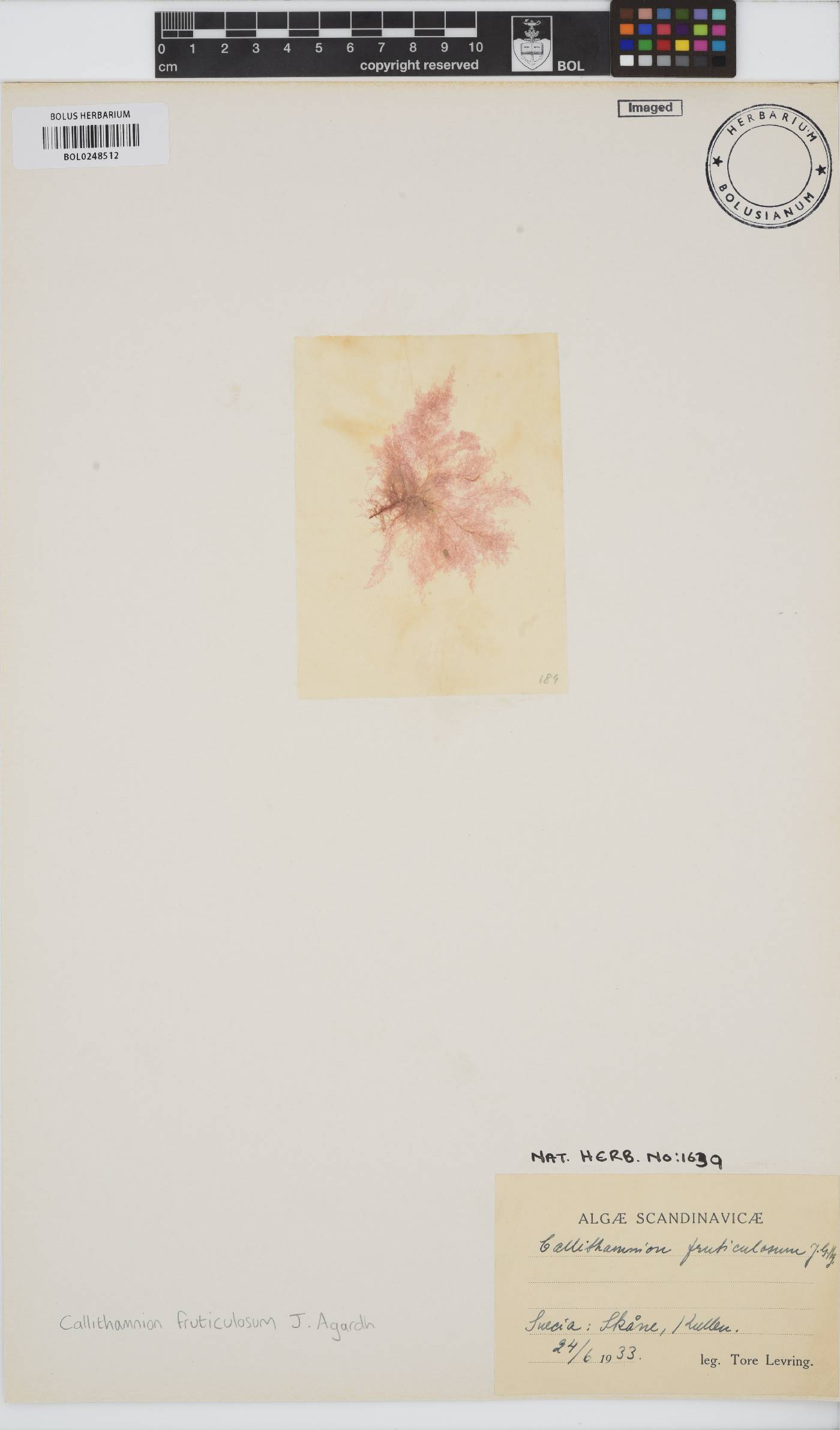 Callithamnion tetragonum image