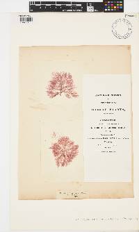 Image of Compsothamnion thuioides