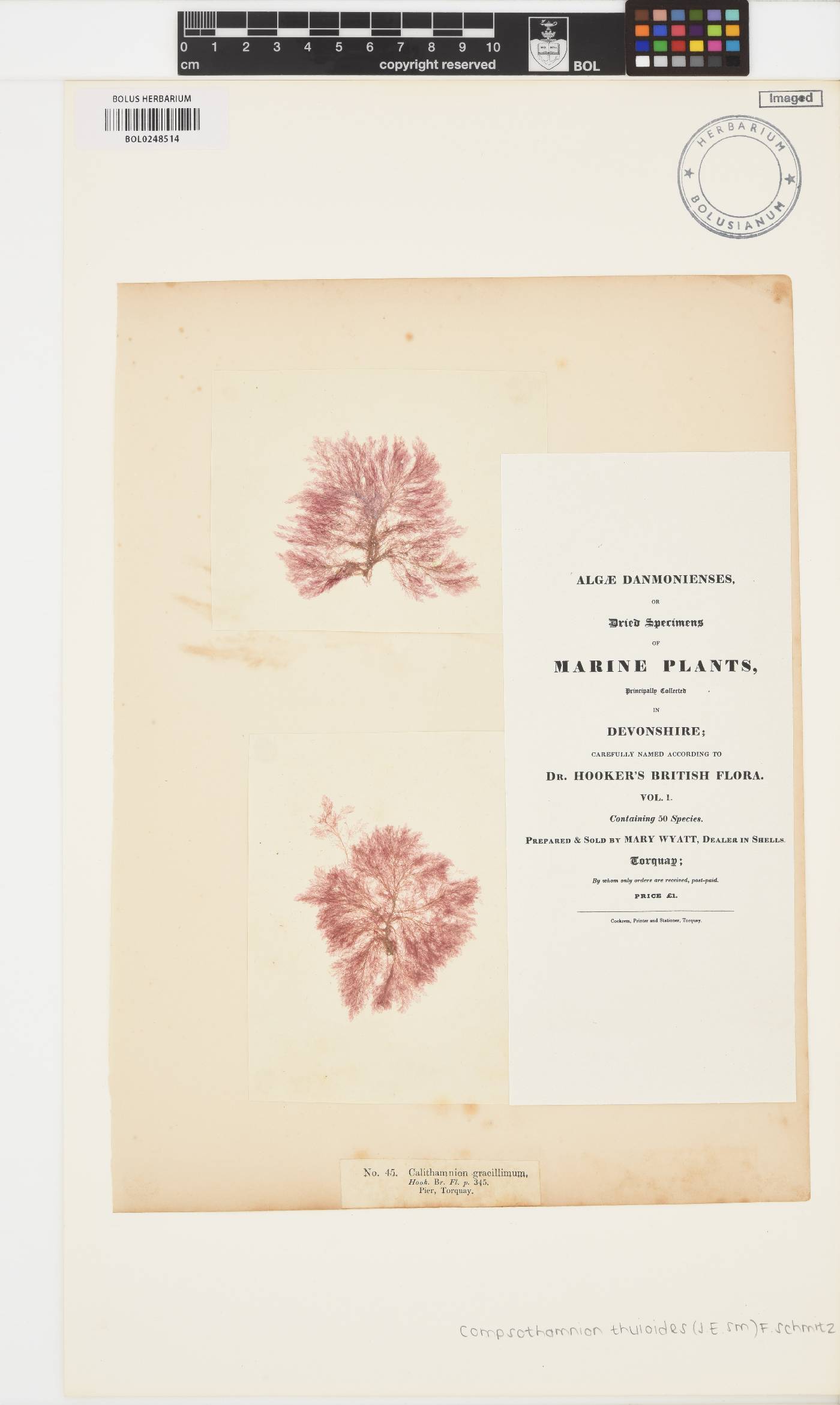 Compsothamnion thuioides image