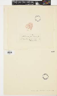 Compsothamnion thuioides image