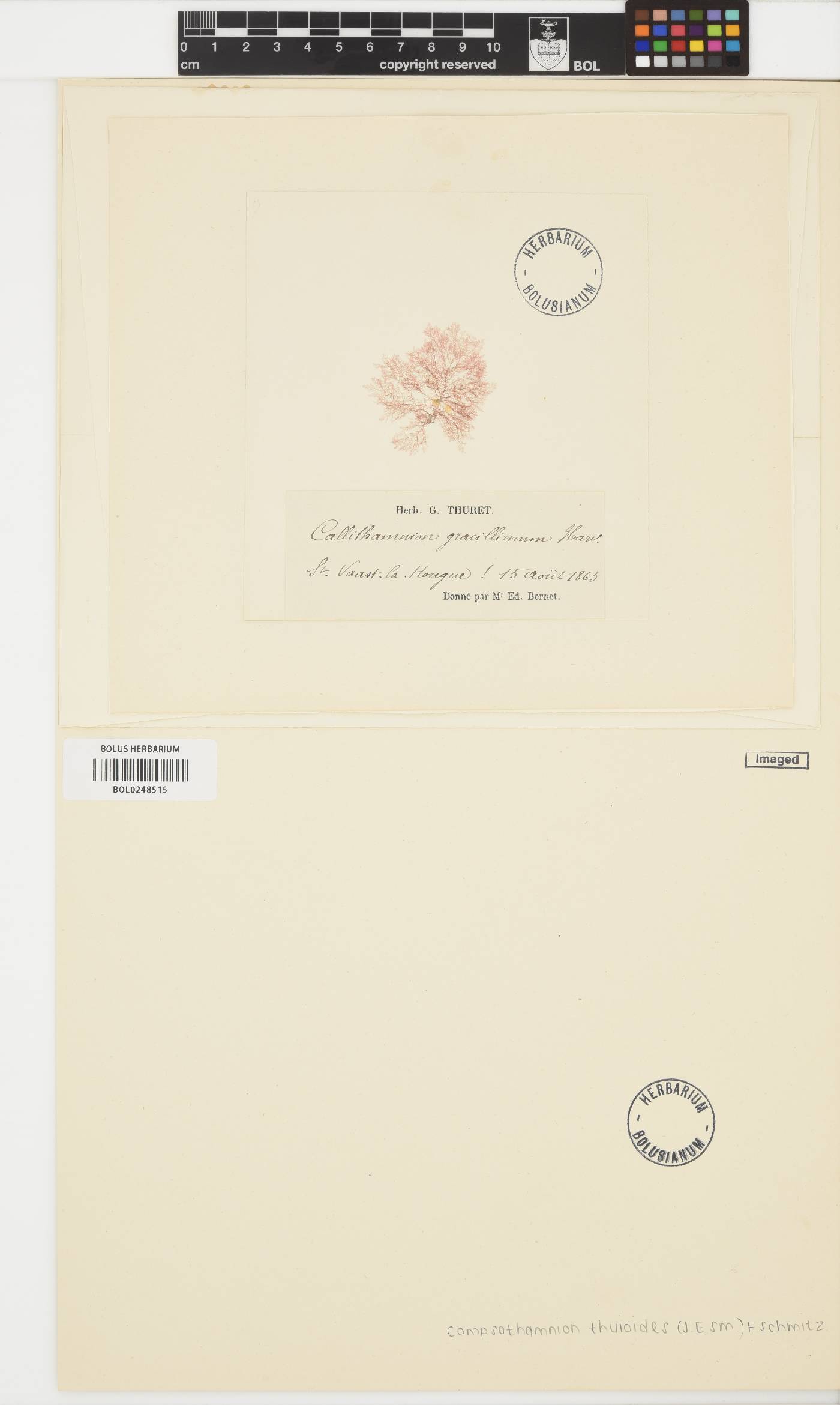 Compsothamnion thuioides image