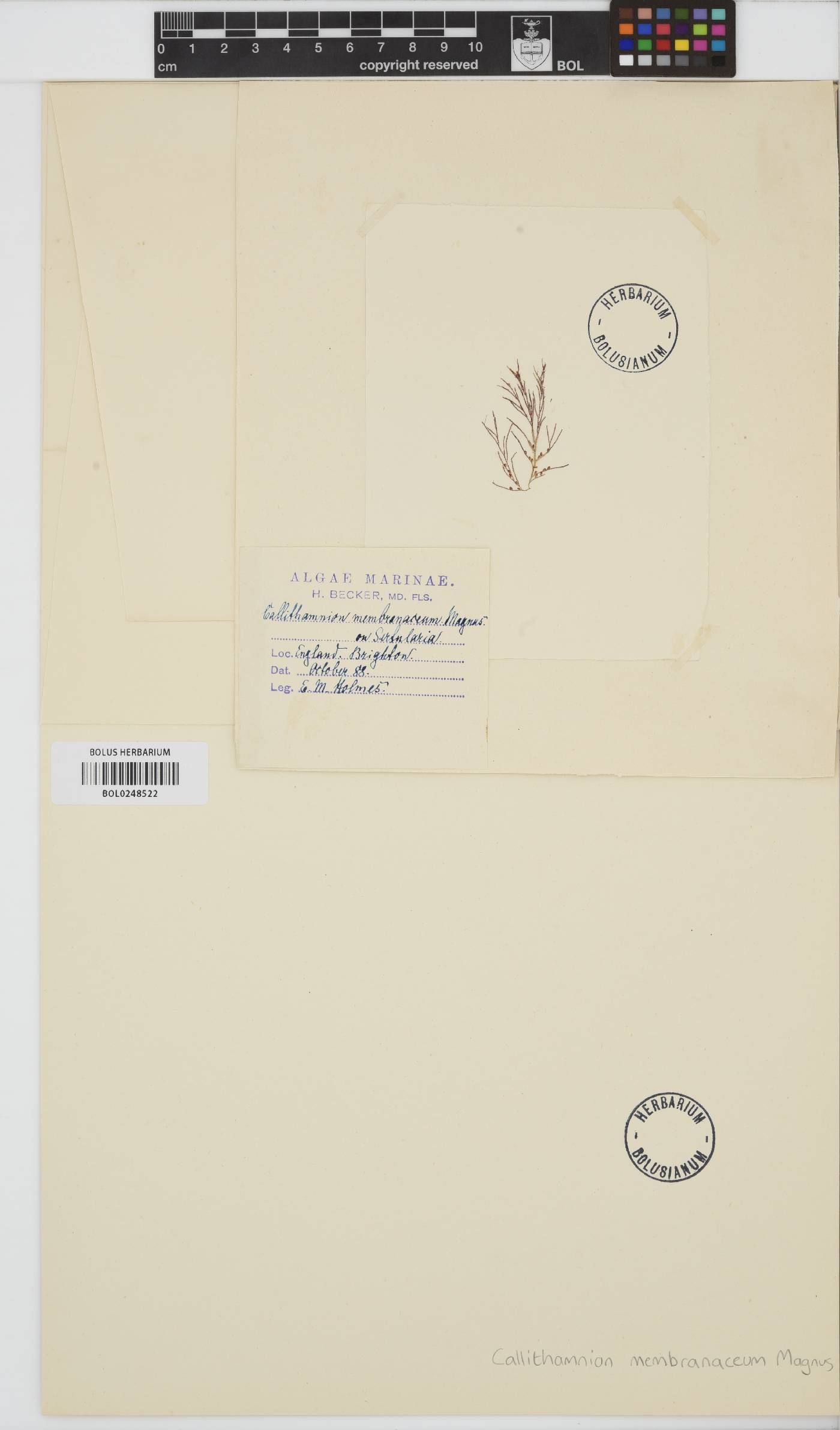 Rubrointrusa membranacea image