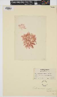 Gaillona rosea image