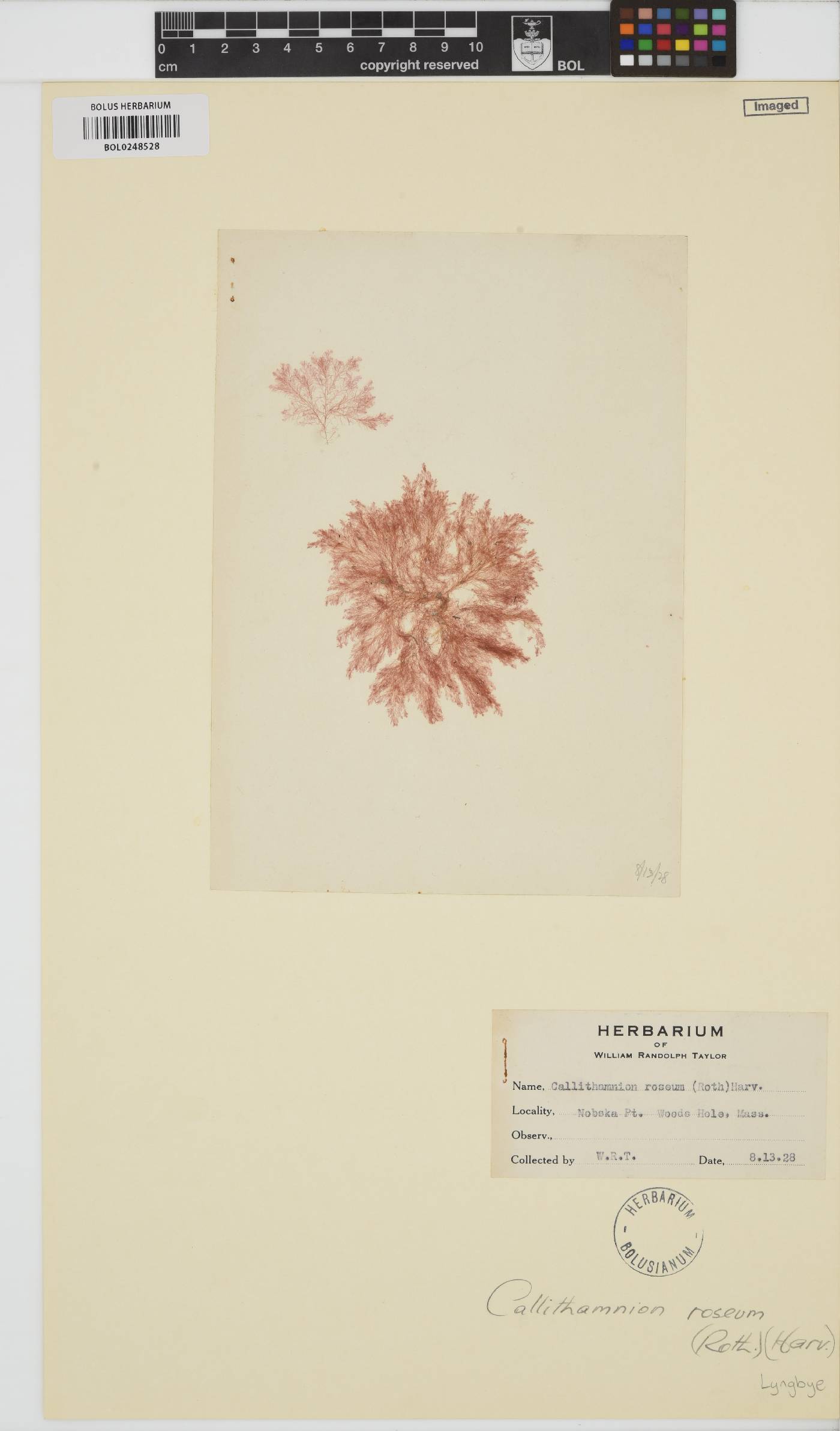 Gaillona rosea image