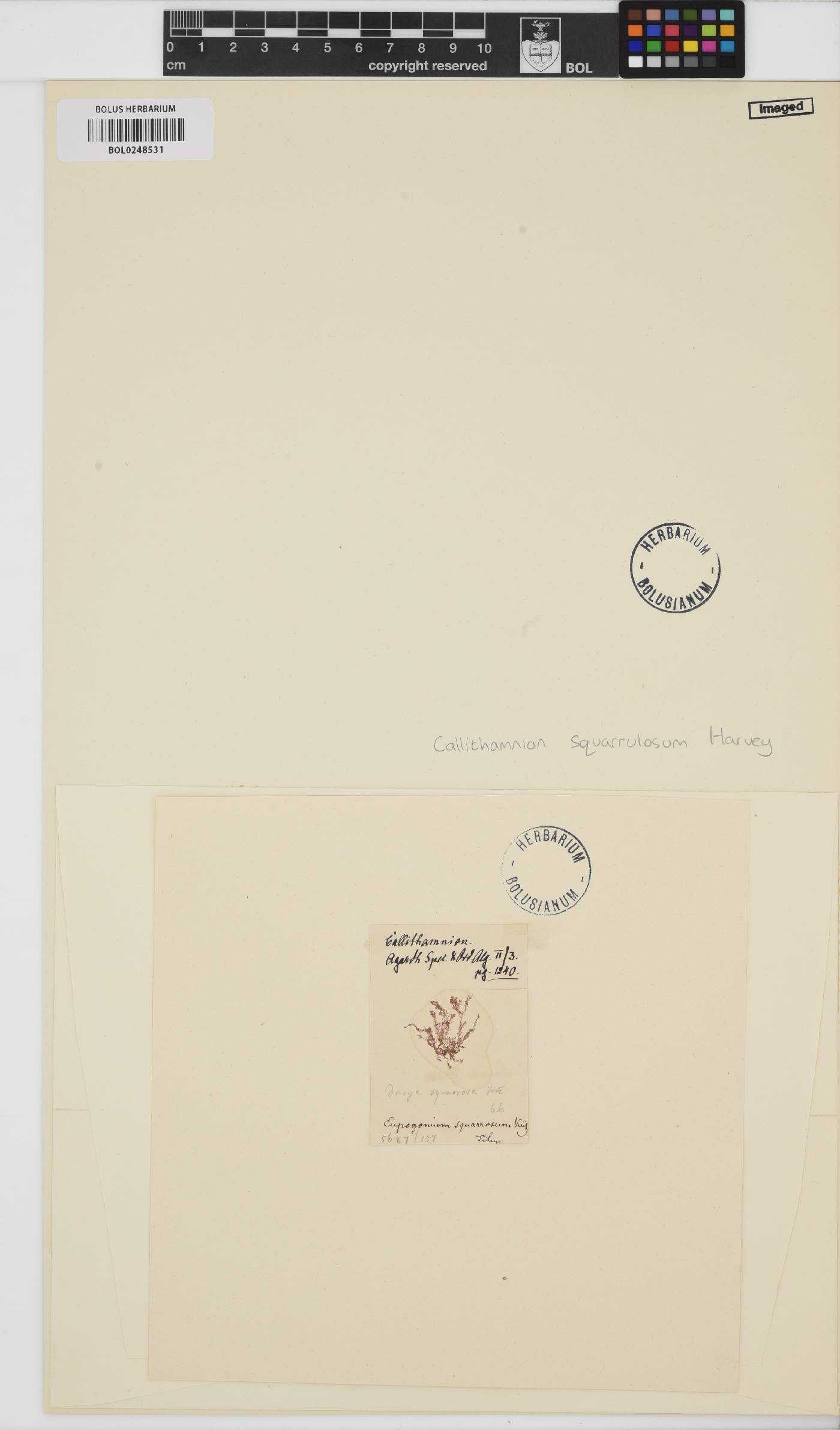 Pleonosporium squarrulosum image