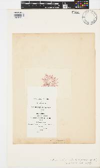 Callithamnion corymbosum image