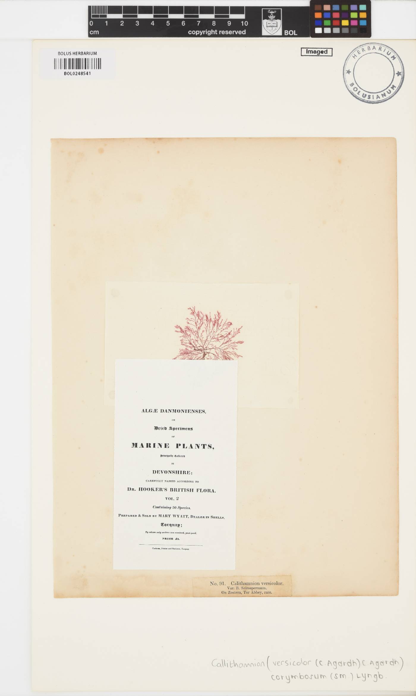 Callithamnion corymbosum image