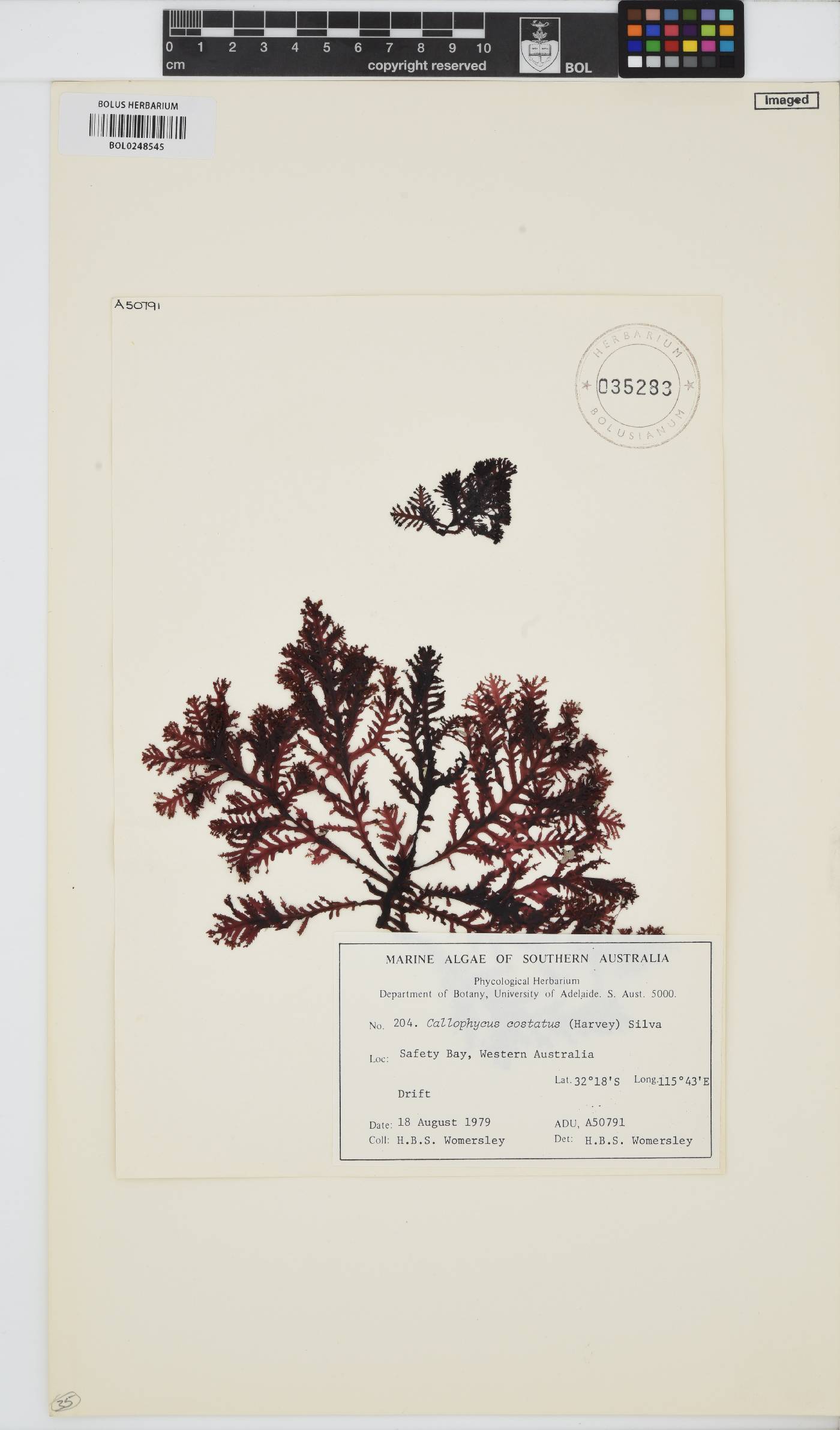 Callophycus costatus image