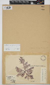 Callophycus densus image