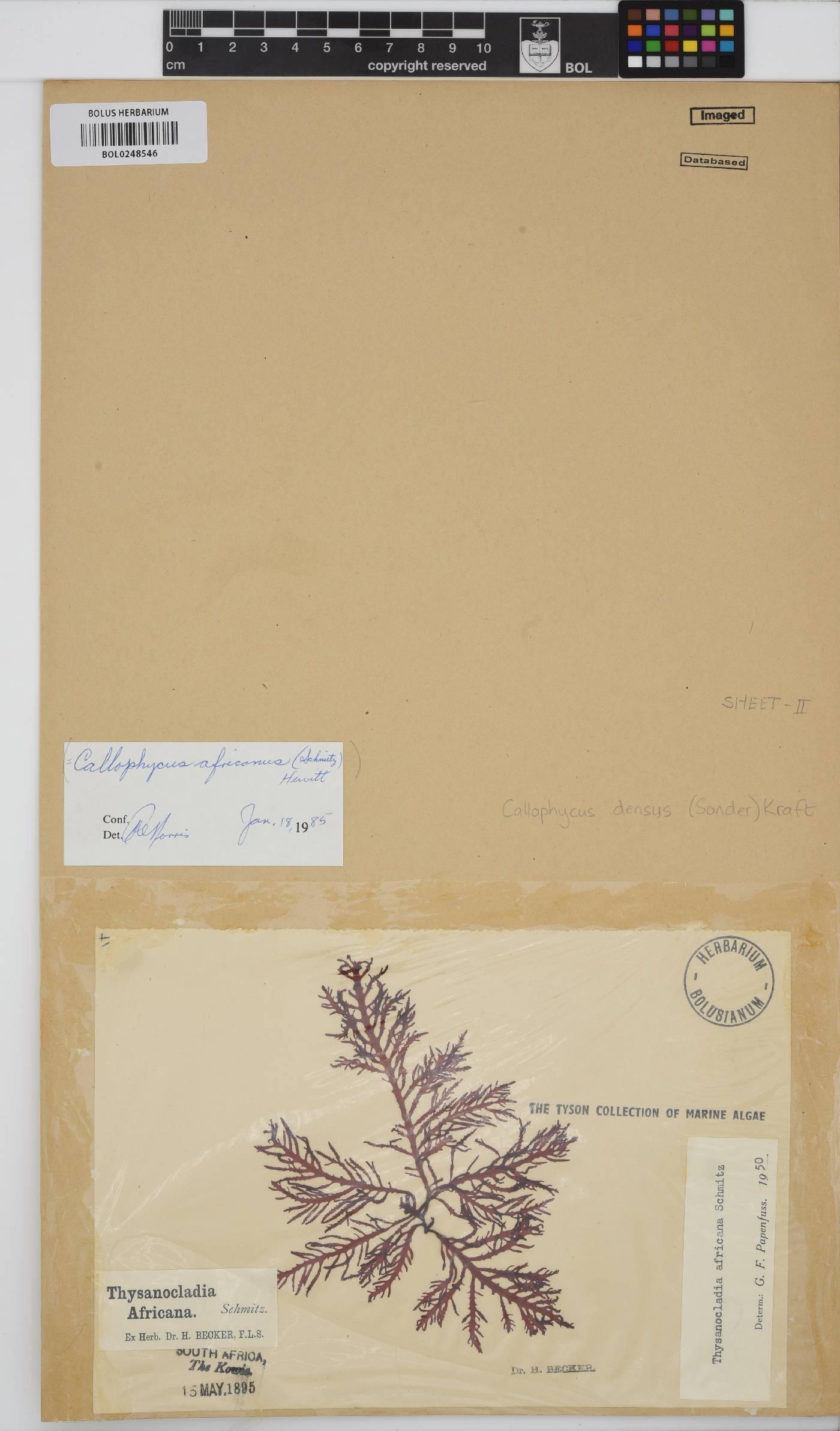 Callophycus densus image