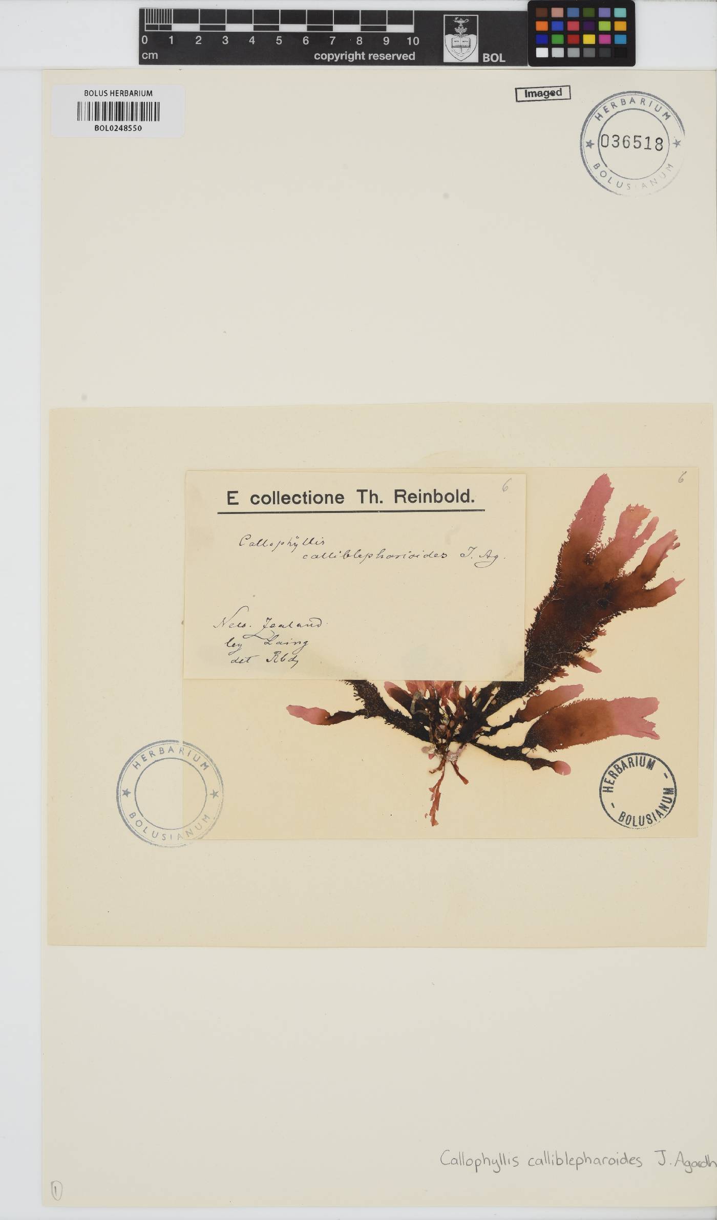 Blastophyllis calliblepharoides image