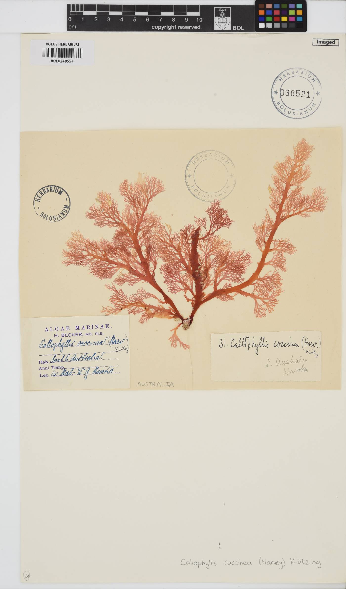 Callophyllis rangiferina image