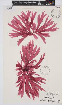 Callophyllis crispata image