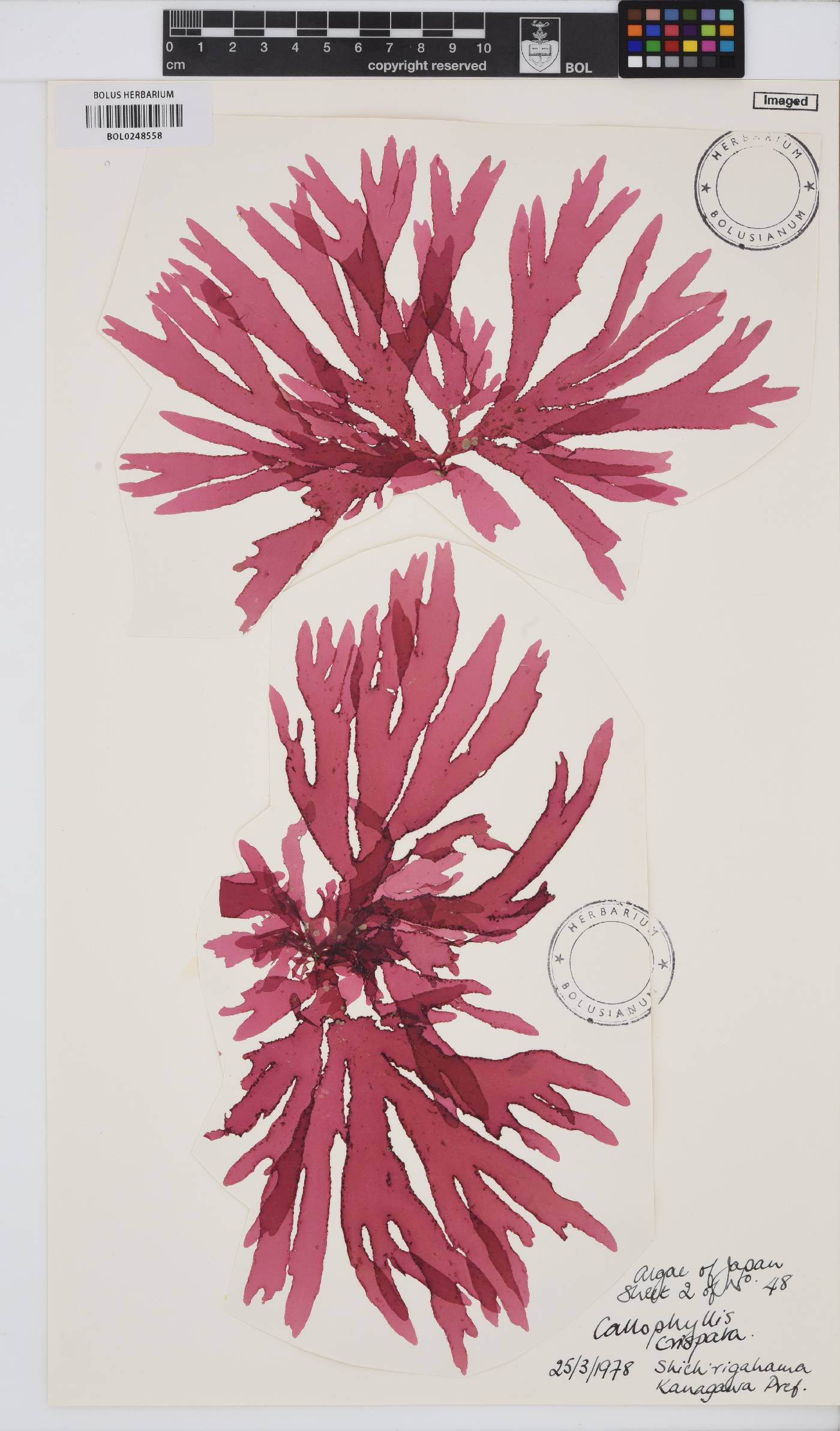 Callophyllis crispata image
