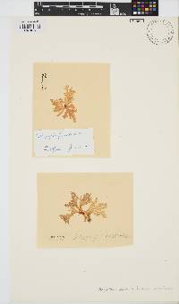 Image of Callophyllis flabellata