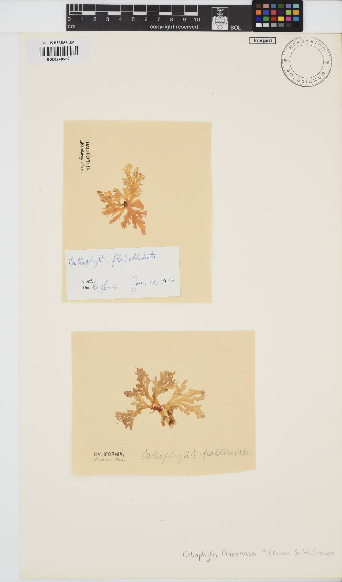 Callophyllis flabellata image