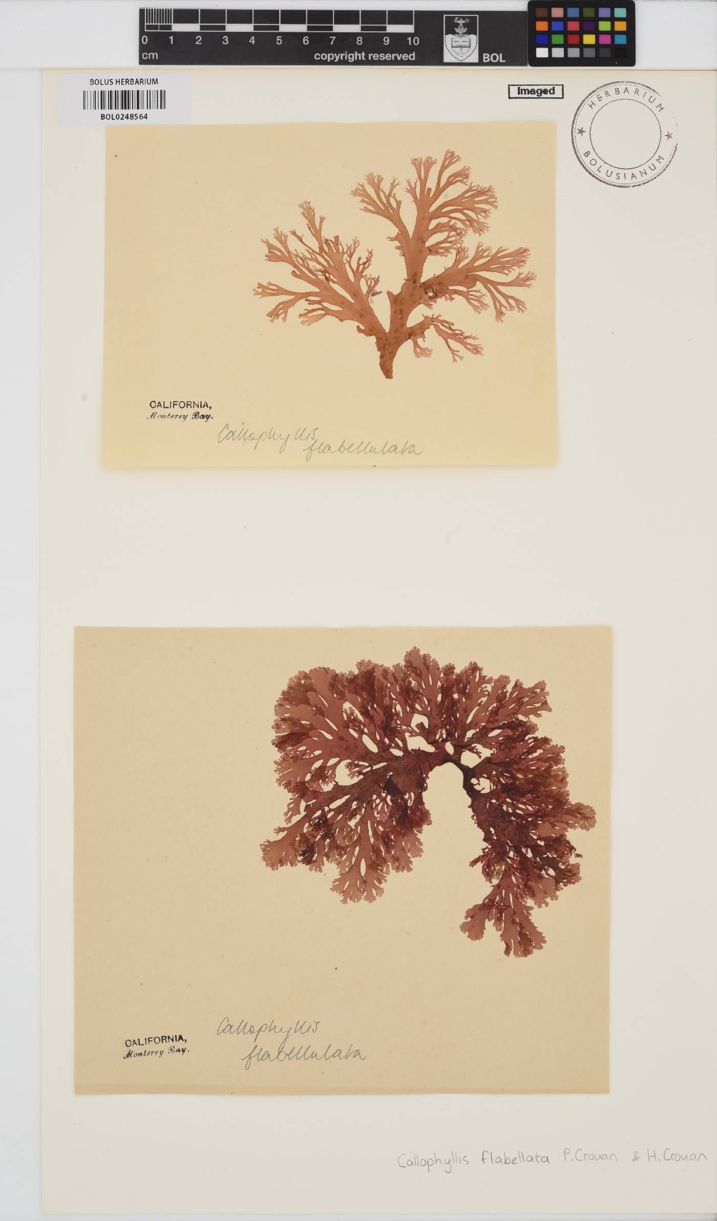 Callophyllis flabellata image