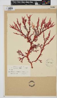 Blastophyllis hombroniana image