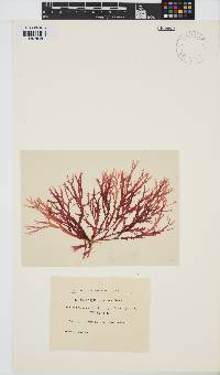 Callophyllis japonica image