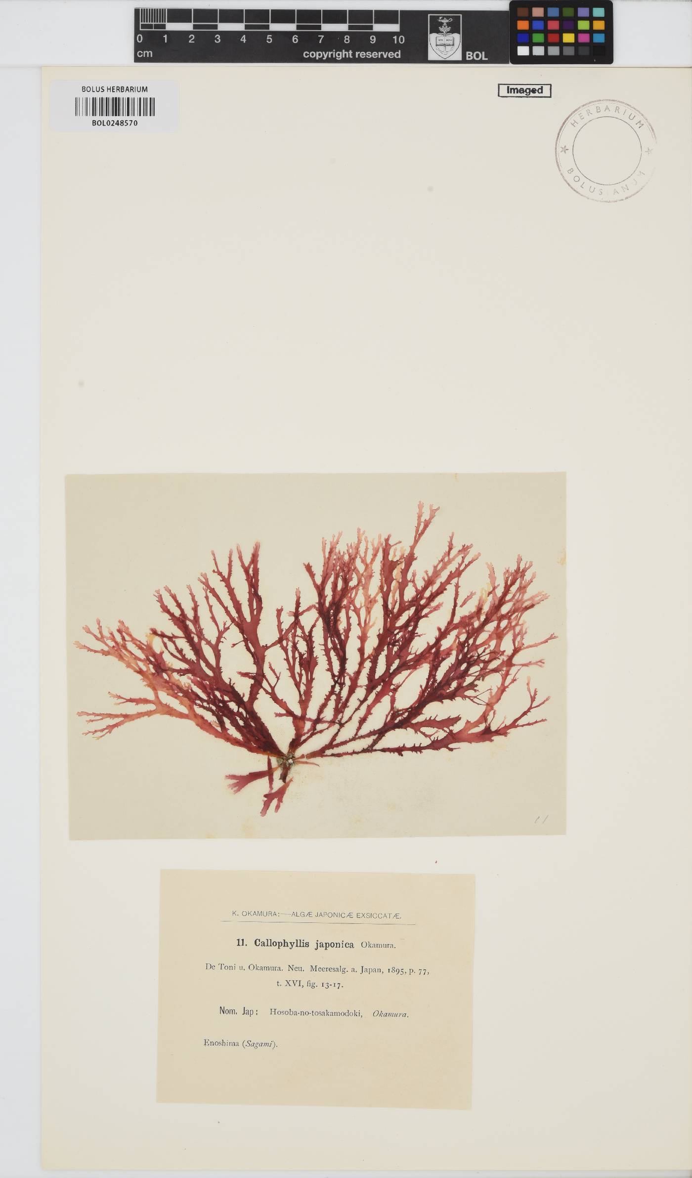 Callophyllis japonica image