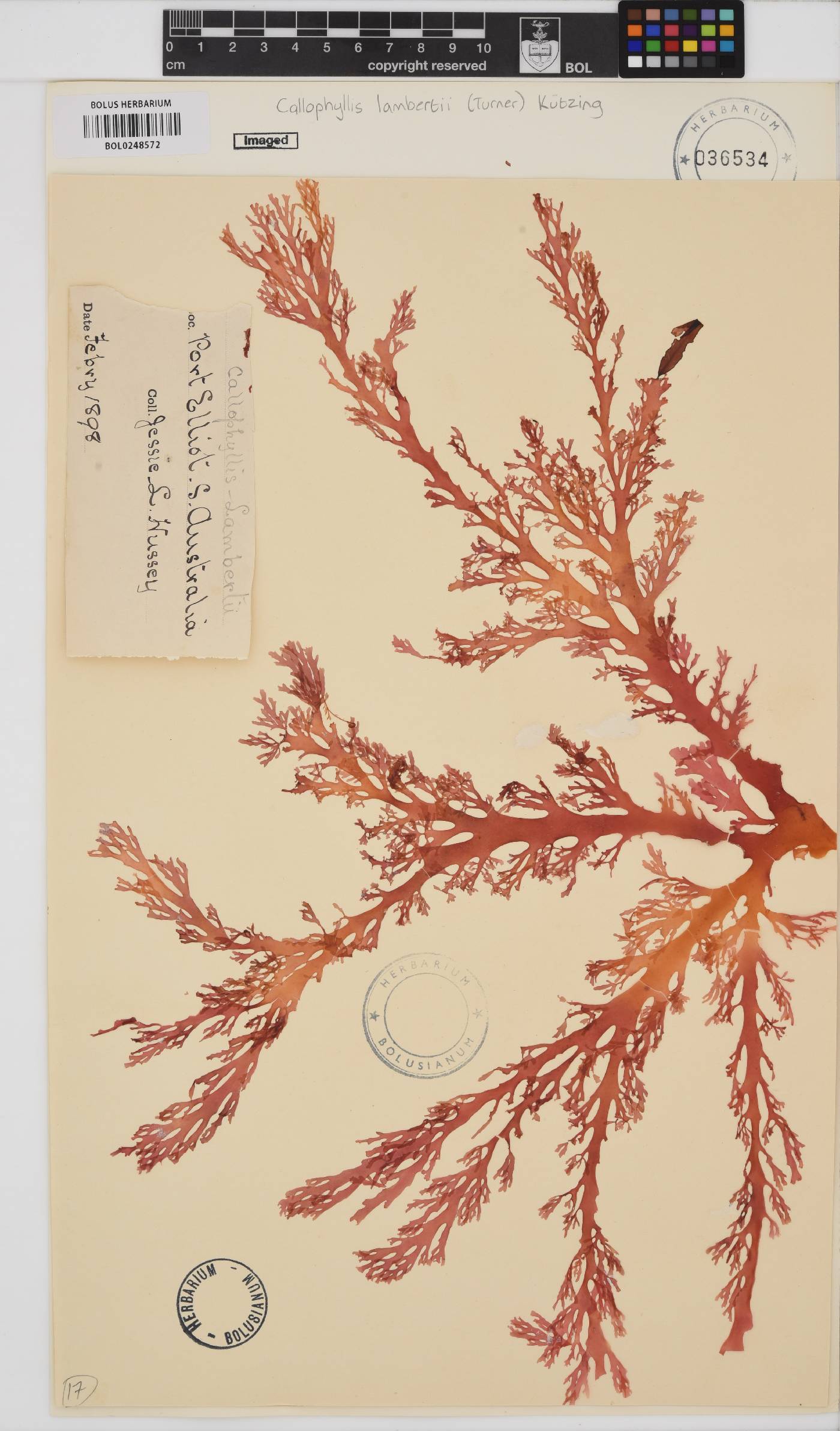 Callophyllis lambertii image