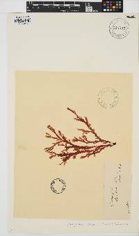 Callophyllis lambertii image