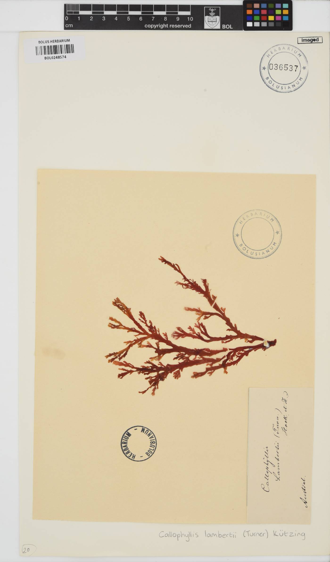 Callophyllis lambertii image