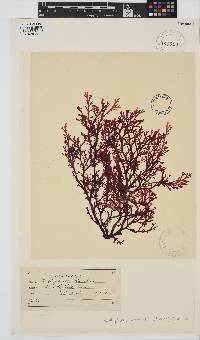 Callophyllis lambertii image