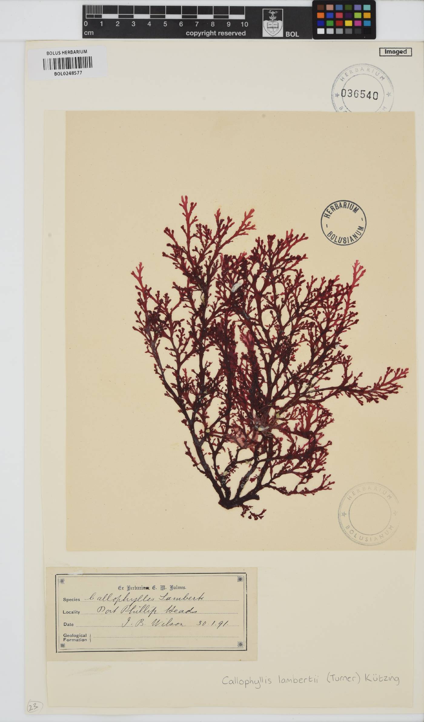 Callophyllis lambertii image