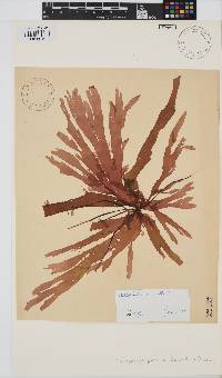 Callophyllis pinnata image
