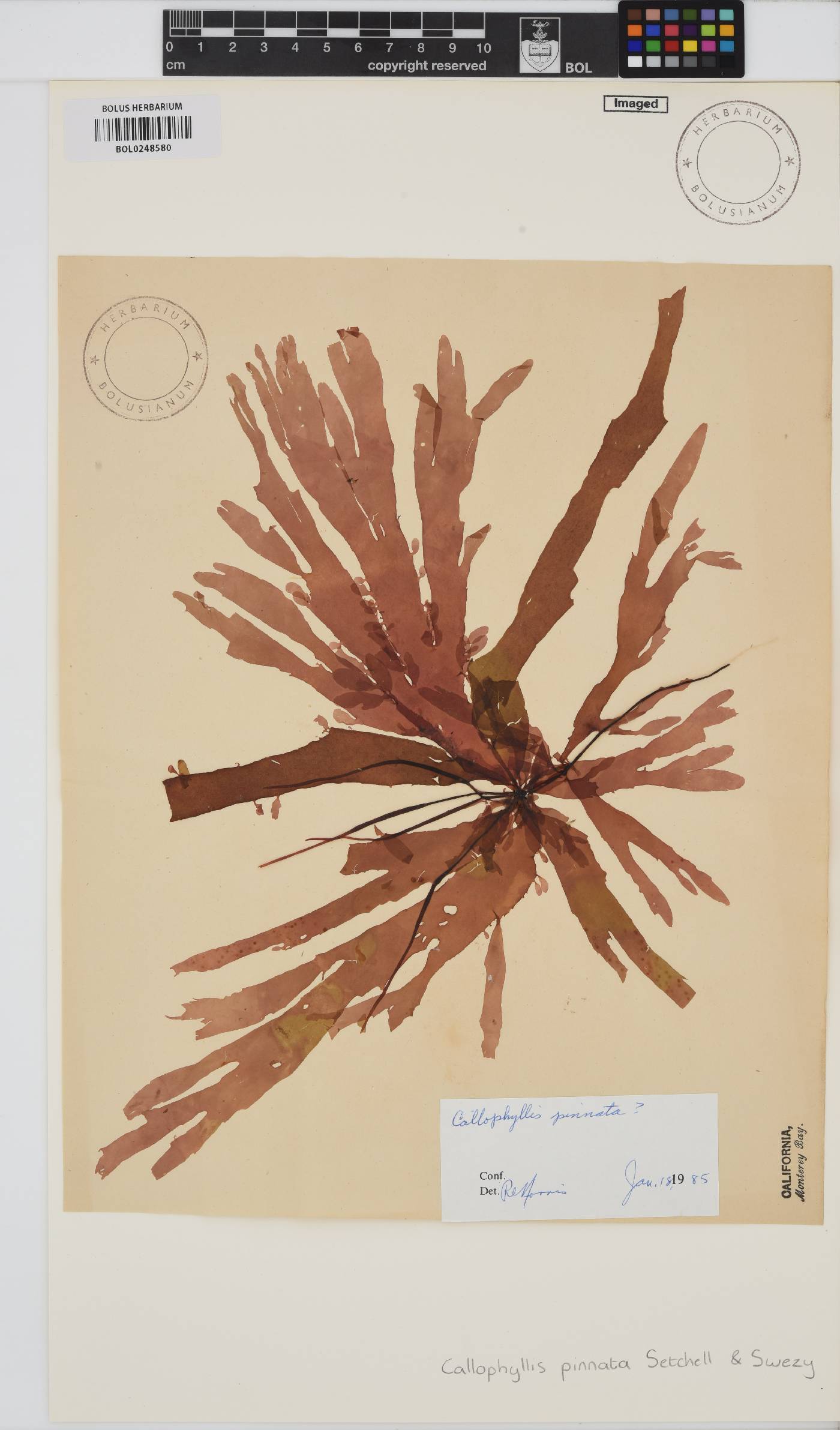 Callophyllis pinnata image