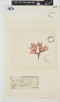 Callophyllis variegata image