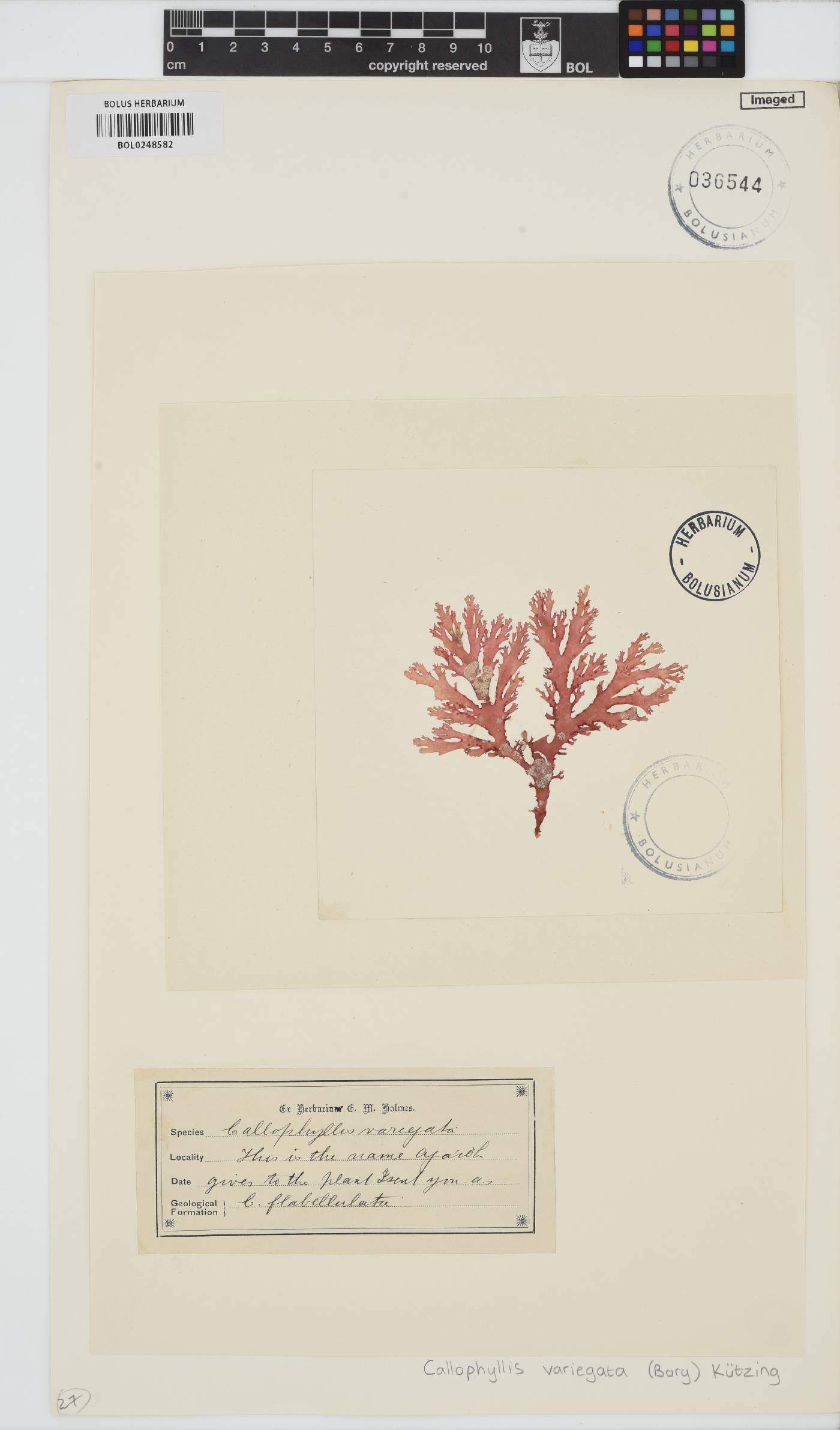 Callophyllis variegata image